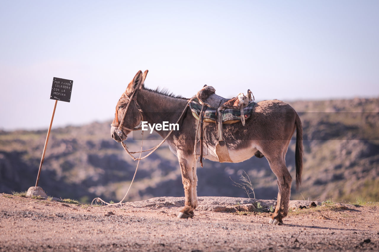 Side view of donkey standing on field against clear sky