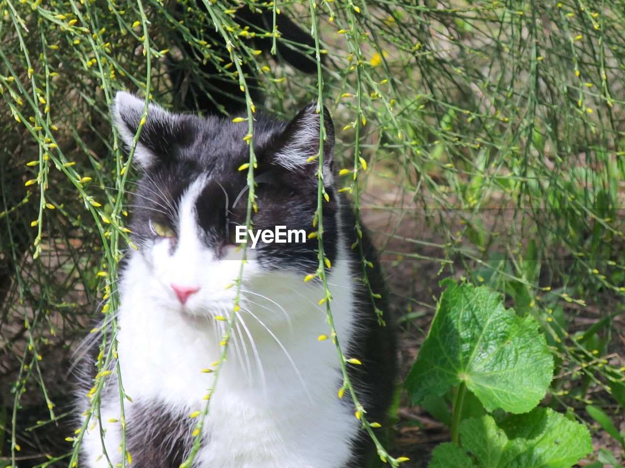 CAT SITTING IN A GREEN PLANT