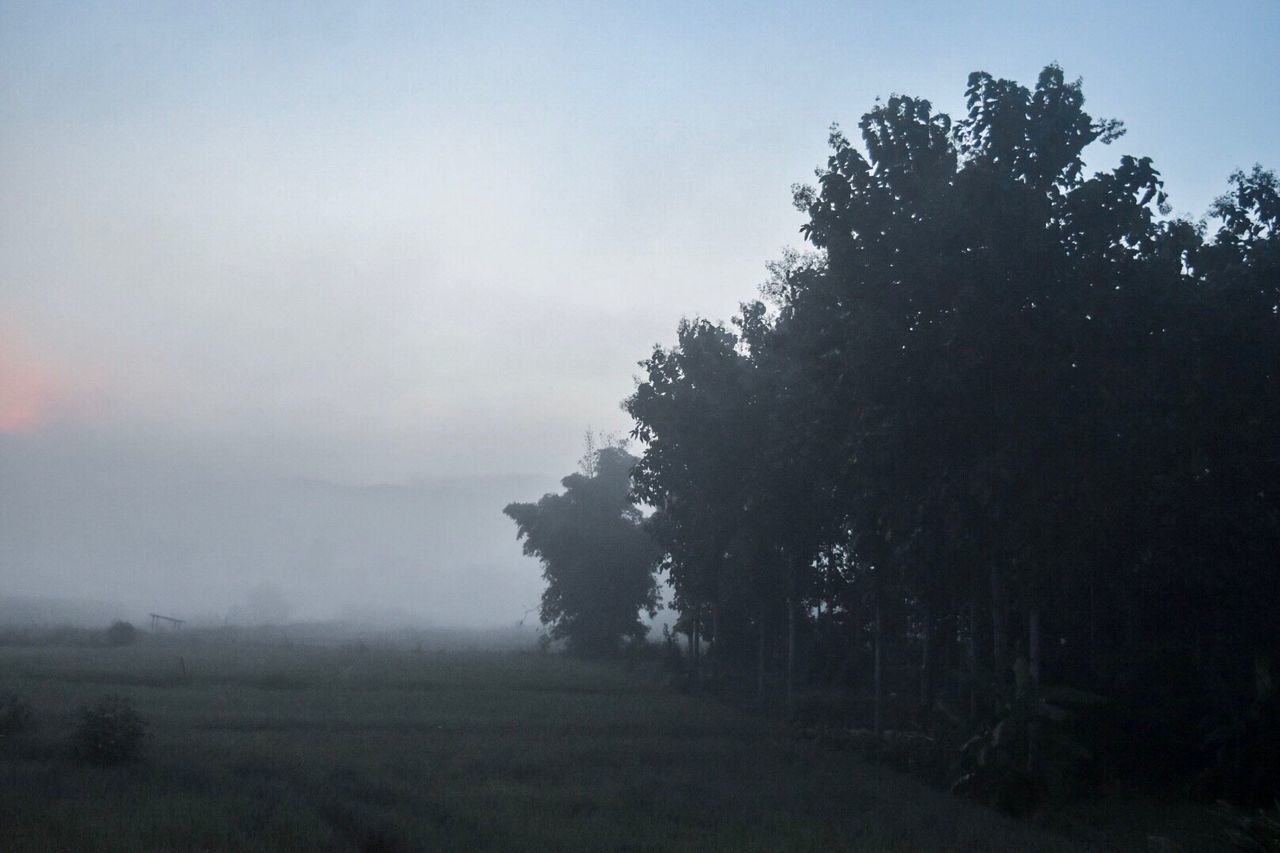 SILHOUETTE TREES ON LANDSCAPE AGAINST SKY DURING FOGGY WEATHER