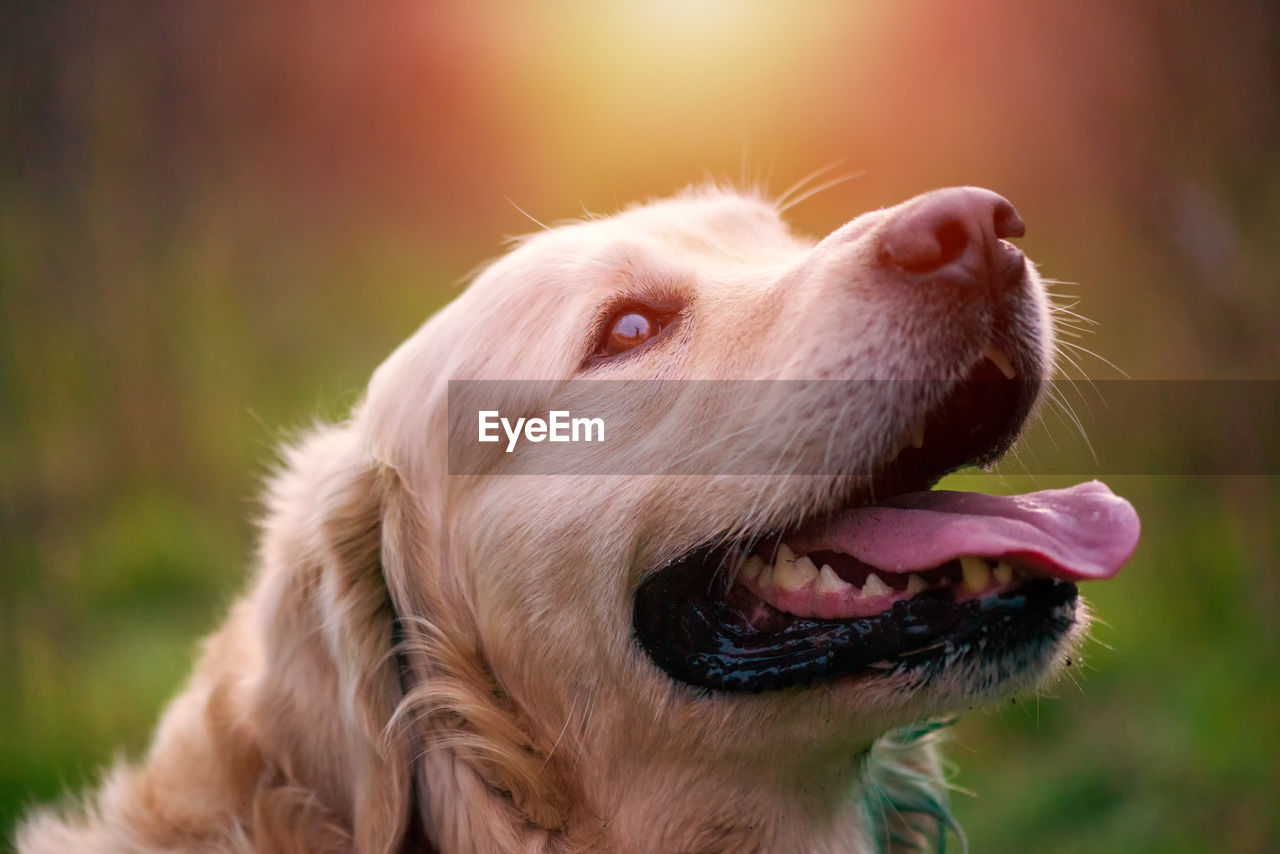 CLOSE-UP OF DOG LOOKING UP