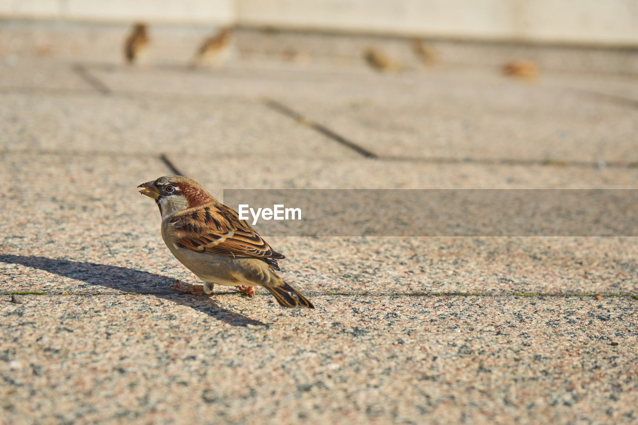 Bird perching on footpath