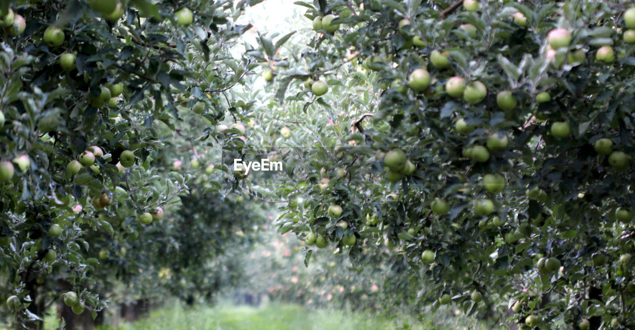 CLOSE-UP OF FRUIT TREE