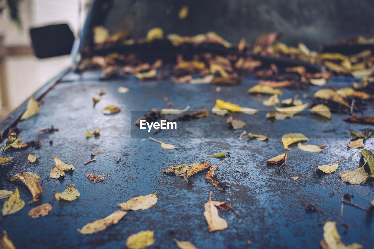 High angle view of fallen leaves on car hood