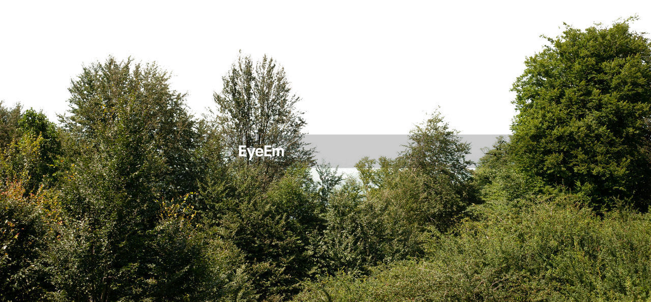 VIEW OF TREES AGAINST SKY