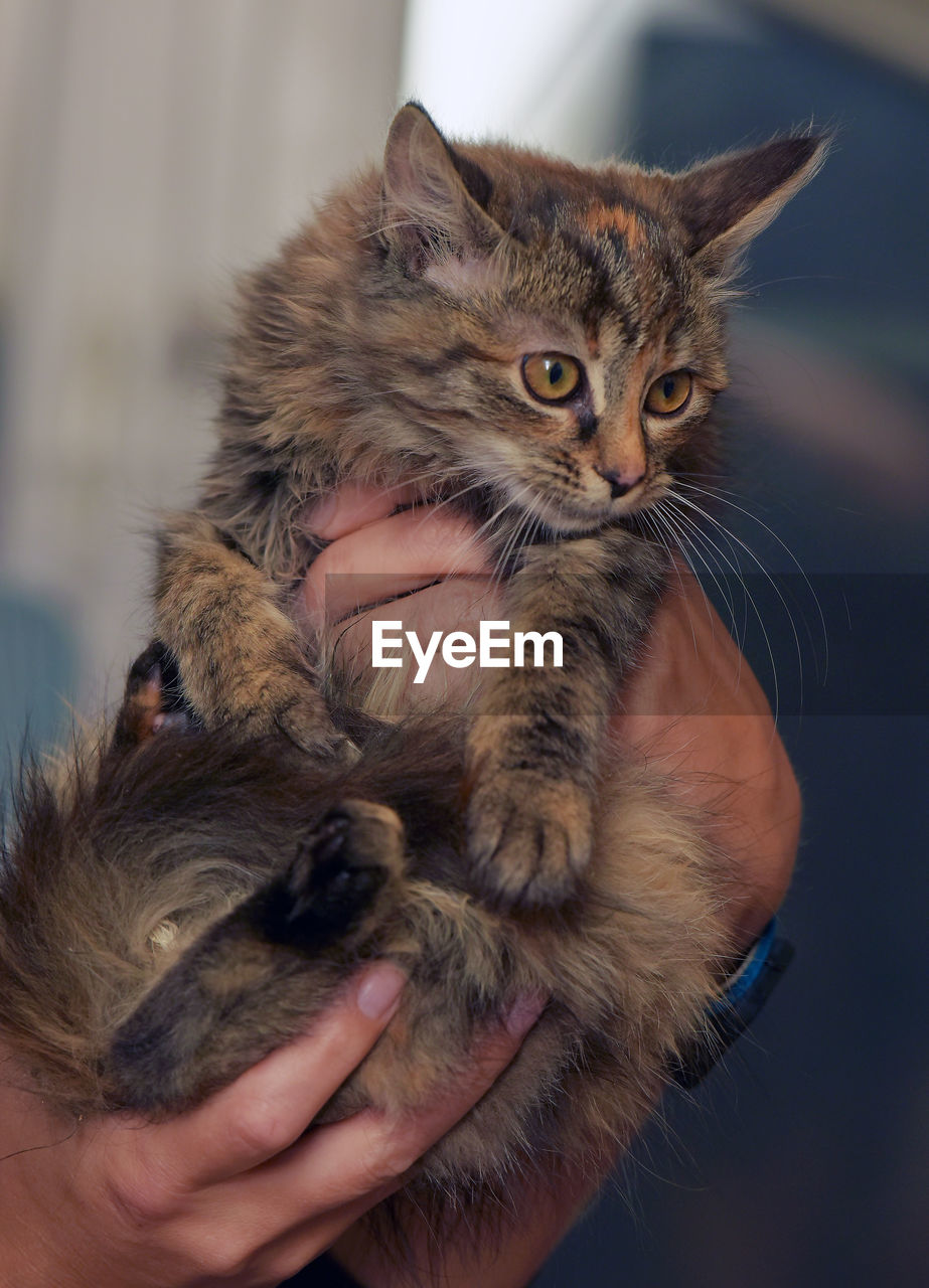 cropped image of woman holding cat