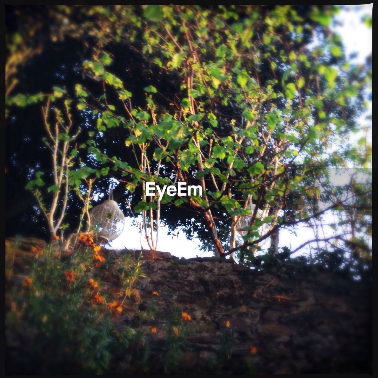 VIEW OF TREES IN FOREST