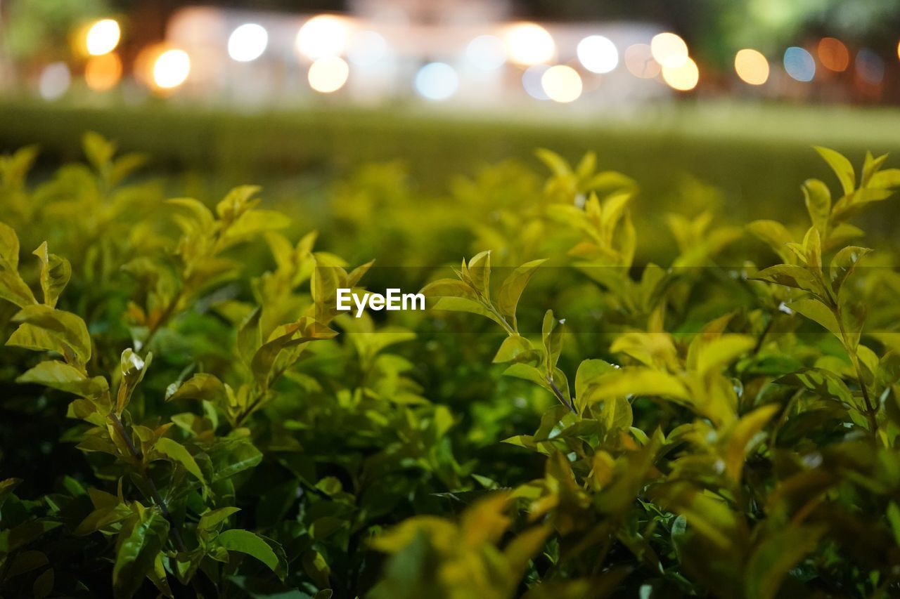 Close-up of illuminated plants growing on field