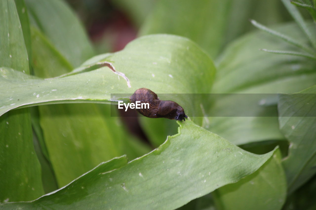 CLOSE-UP OF SNAIL ON GREEN LEAVES