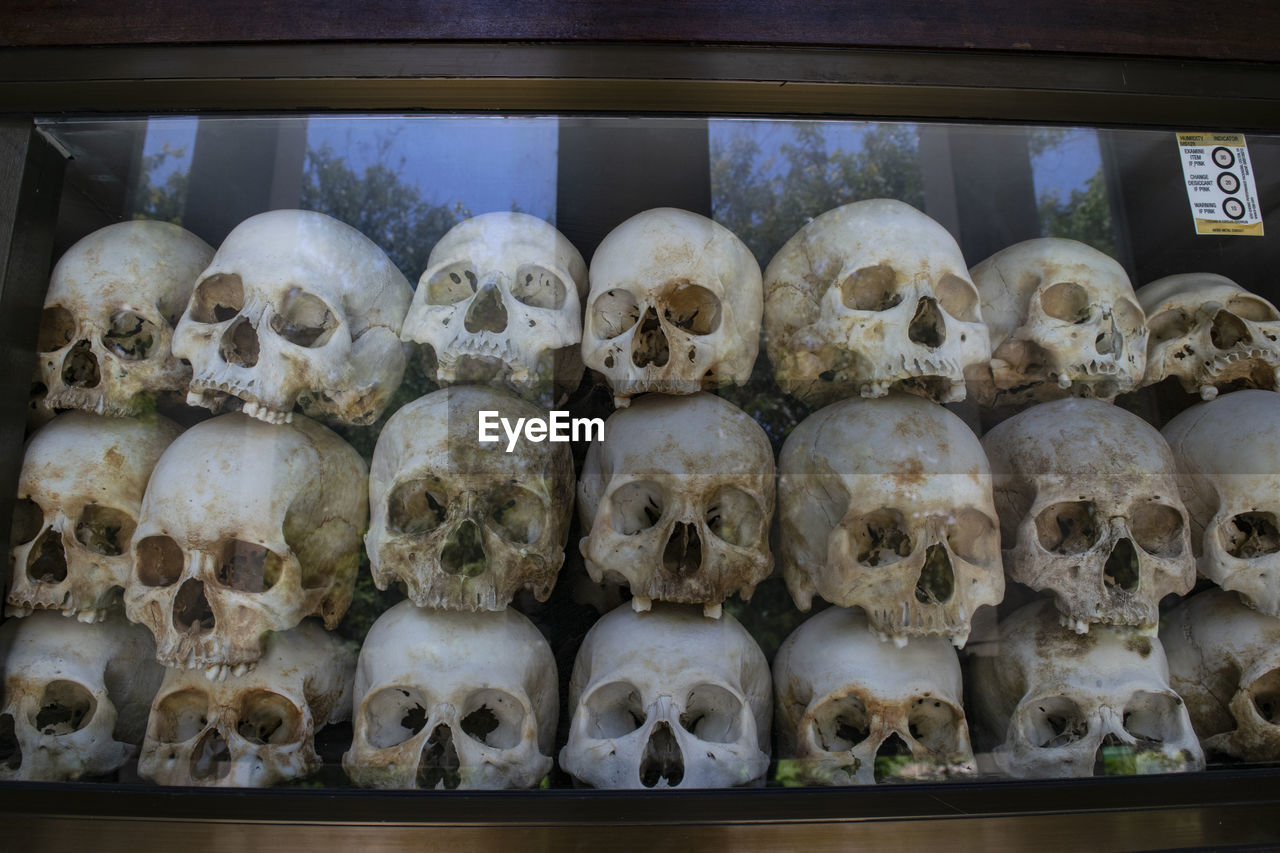 Close-up of human skulls on shelf