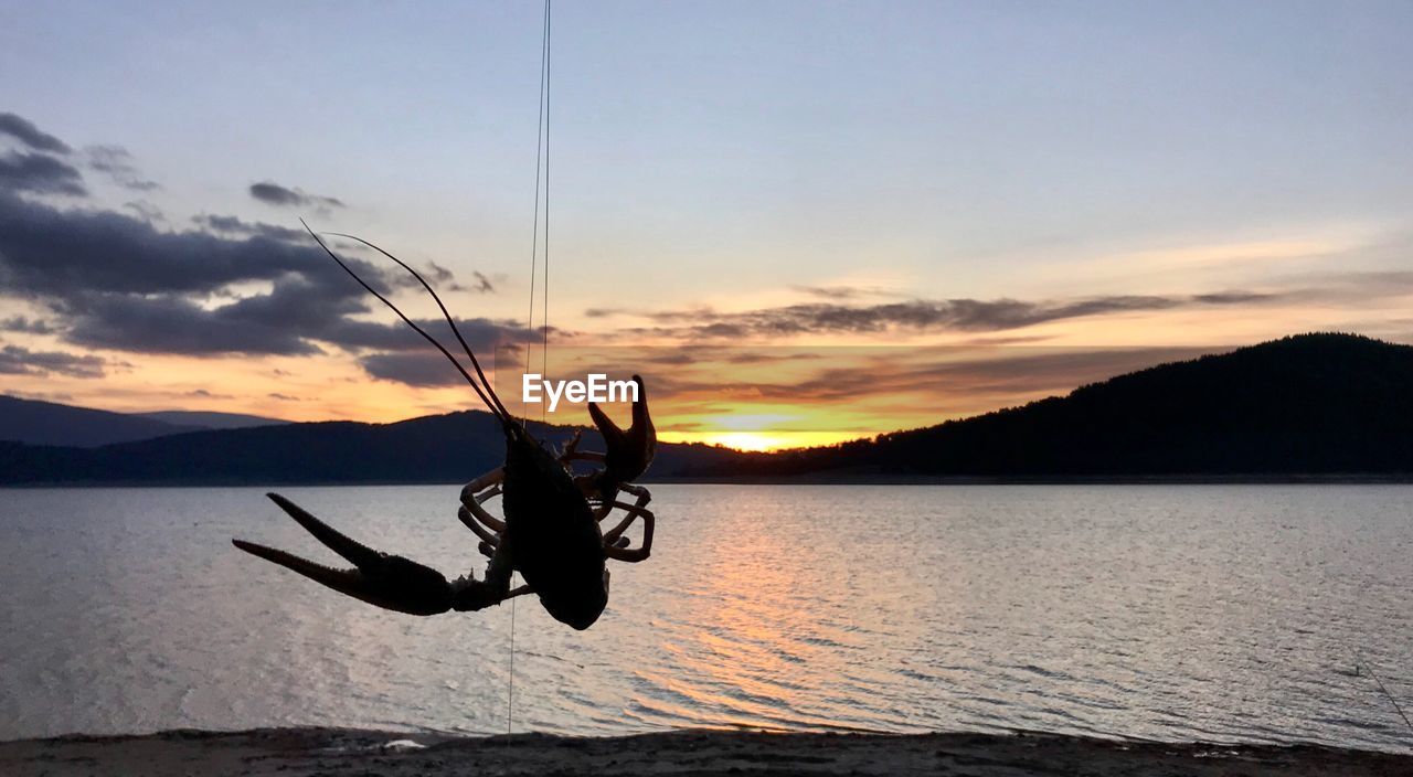 Crayfish hanging from string with sea in background during sunset