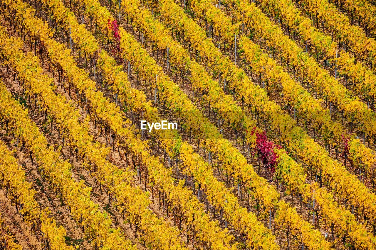 Full frame shot of a wineyard