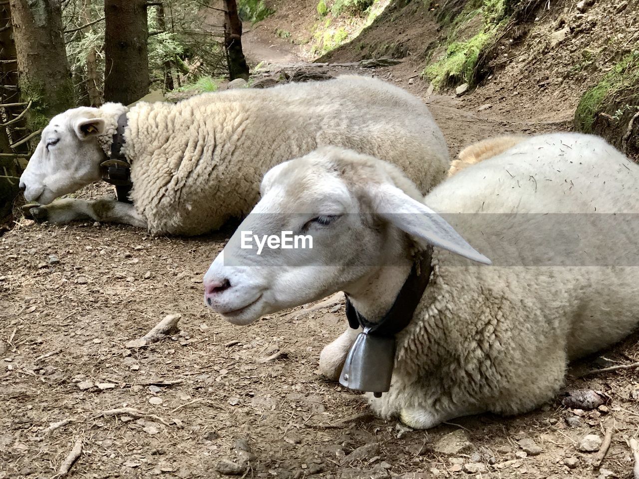 Sheep lying on a field