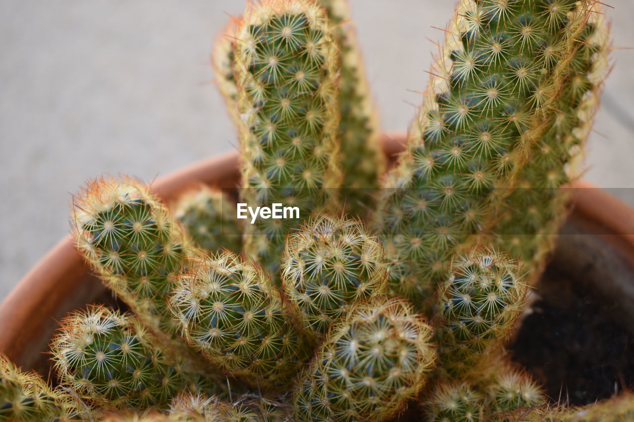 CLOSE-UP OF CACTUS GROWING OUTDOORS