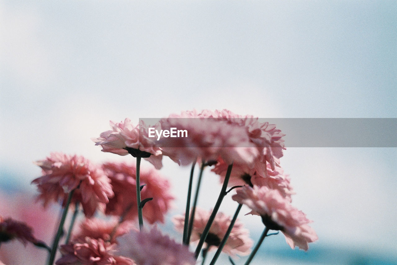 Chrysanthemums find sunlight