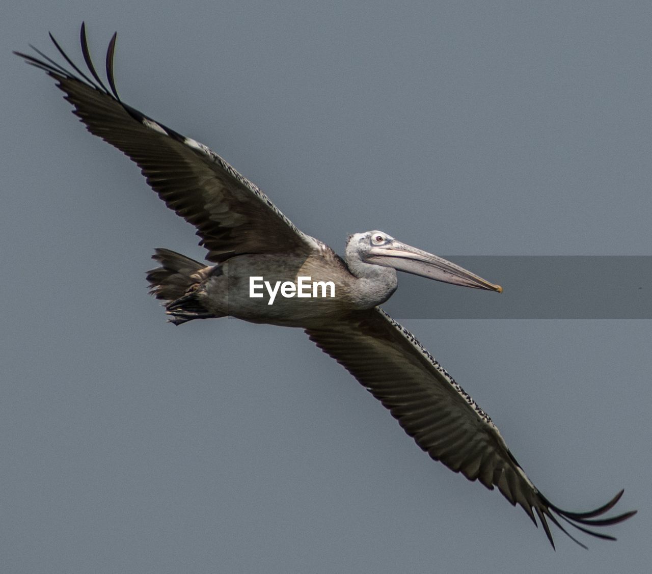 Spot billed pelican on its flight .