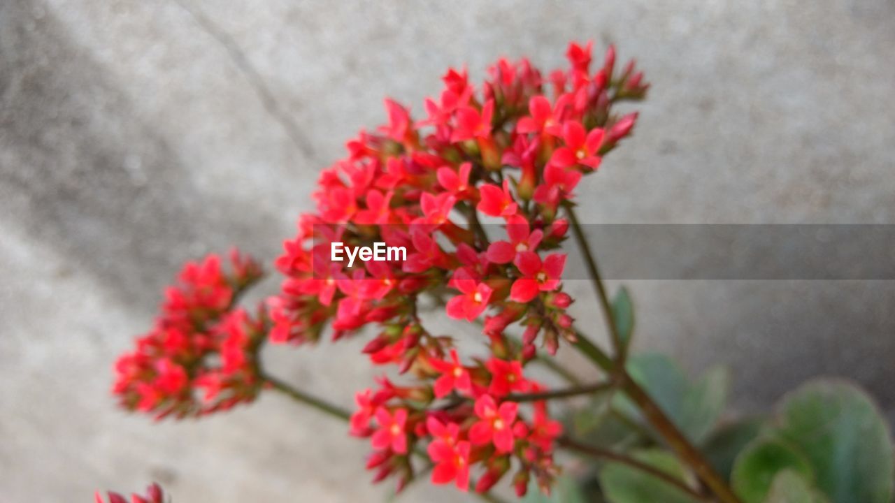 CLOSE-UP OF RED FLOWER