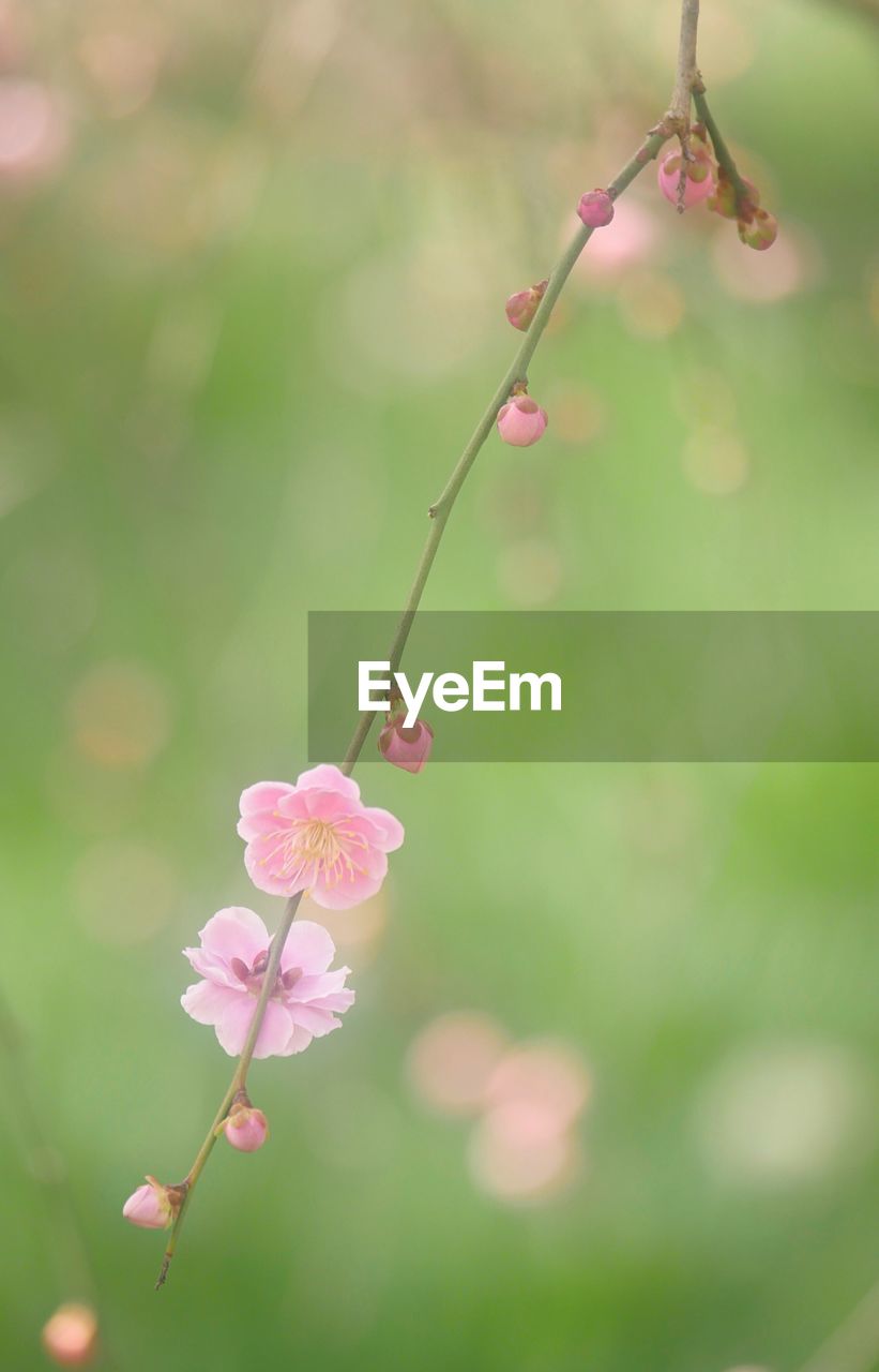 Close-up of pink flowers