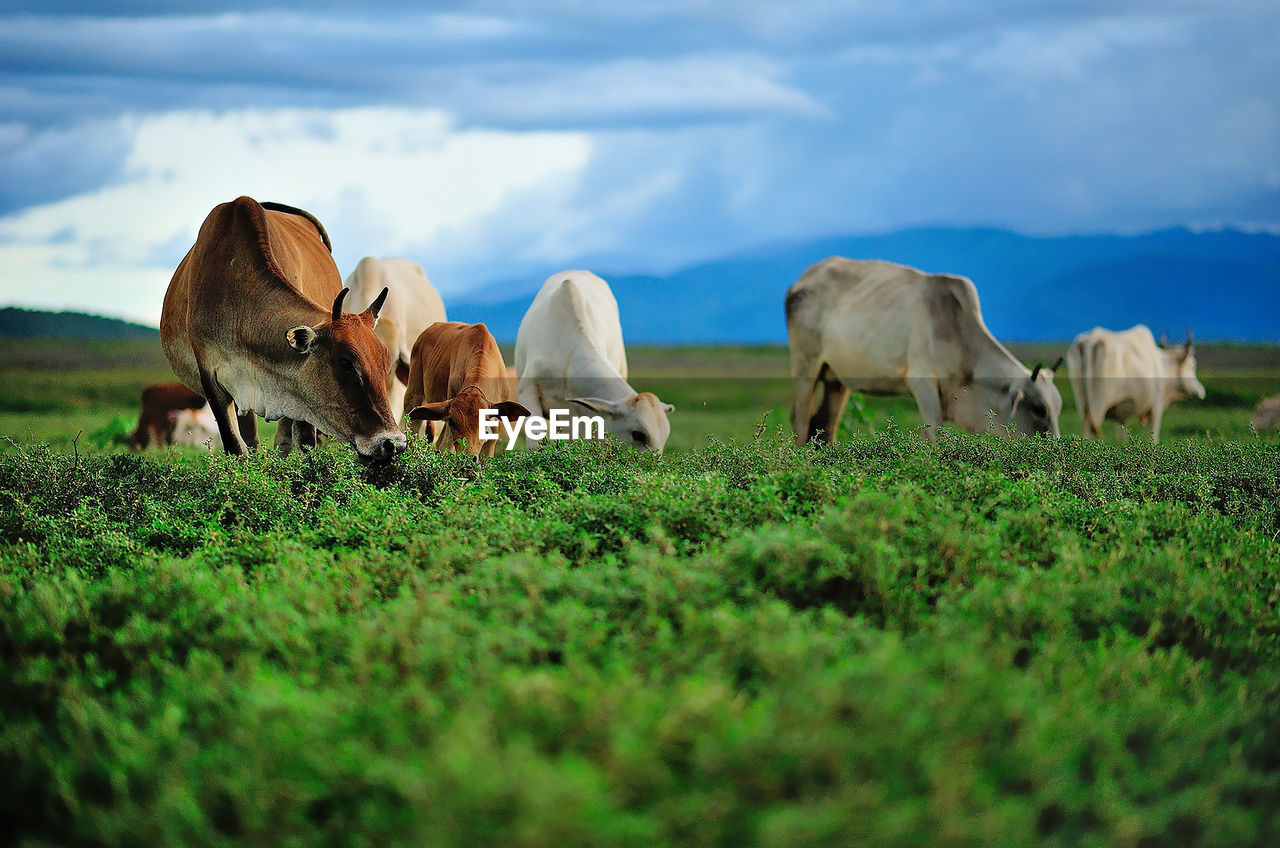 VIEW OF COWS GRAZING IN FIELD