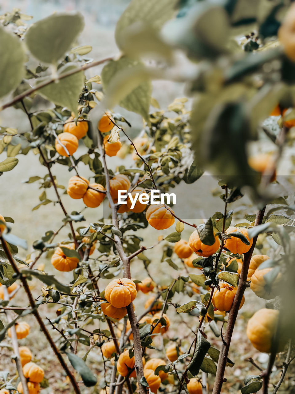 low angle view of red flowering plant