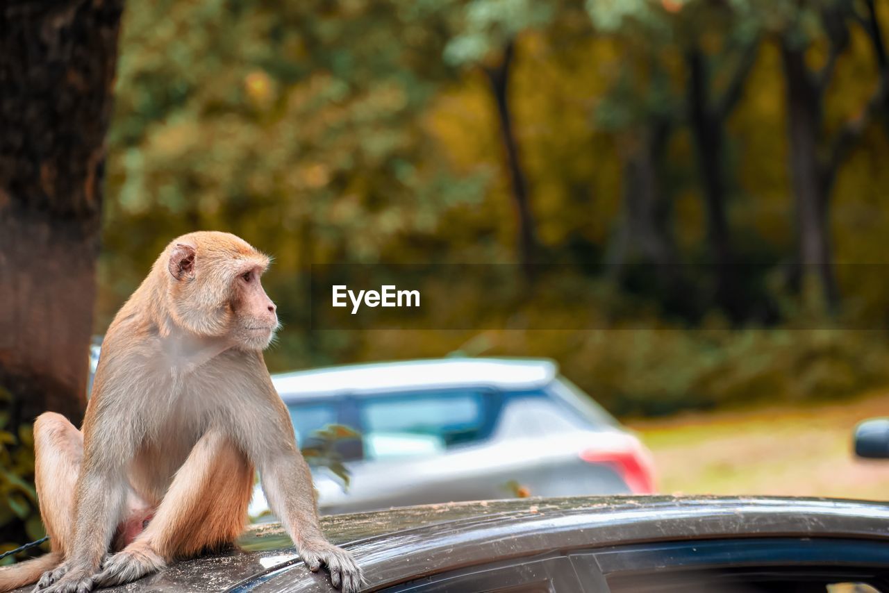 MONKEY SITTING ON A CAR