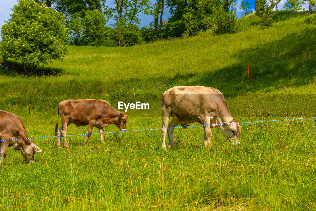 plant, mammal, animal themes, animal, pasture, grazing, domestic animals, livestock, grass, meadow, field, group of animals, land, grassland, agriculture, green, nature, tree, pet, wildlife, rural area, no people, landscape, growth, animal wildlife, herd, prairie, day, rural scene, cattle, environment, plain, cow, outdoors, beauty in nature, farm, herbivorous, natural environment, eating, two animals, standing, sky, young animal