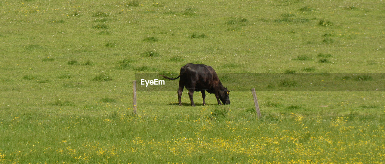 Cow in a green pasture.