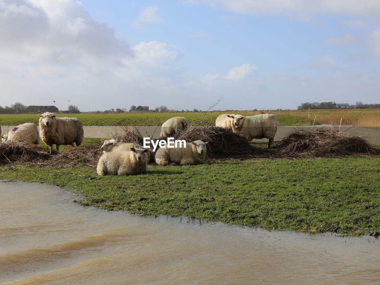 Group of sheep in a field