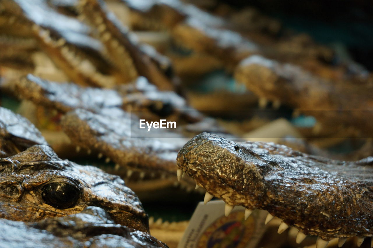 Full frame shot of alligators outdoors