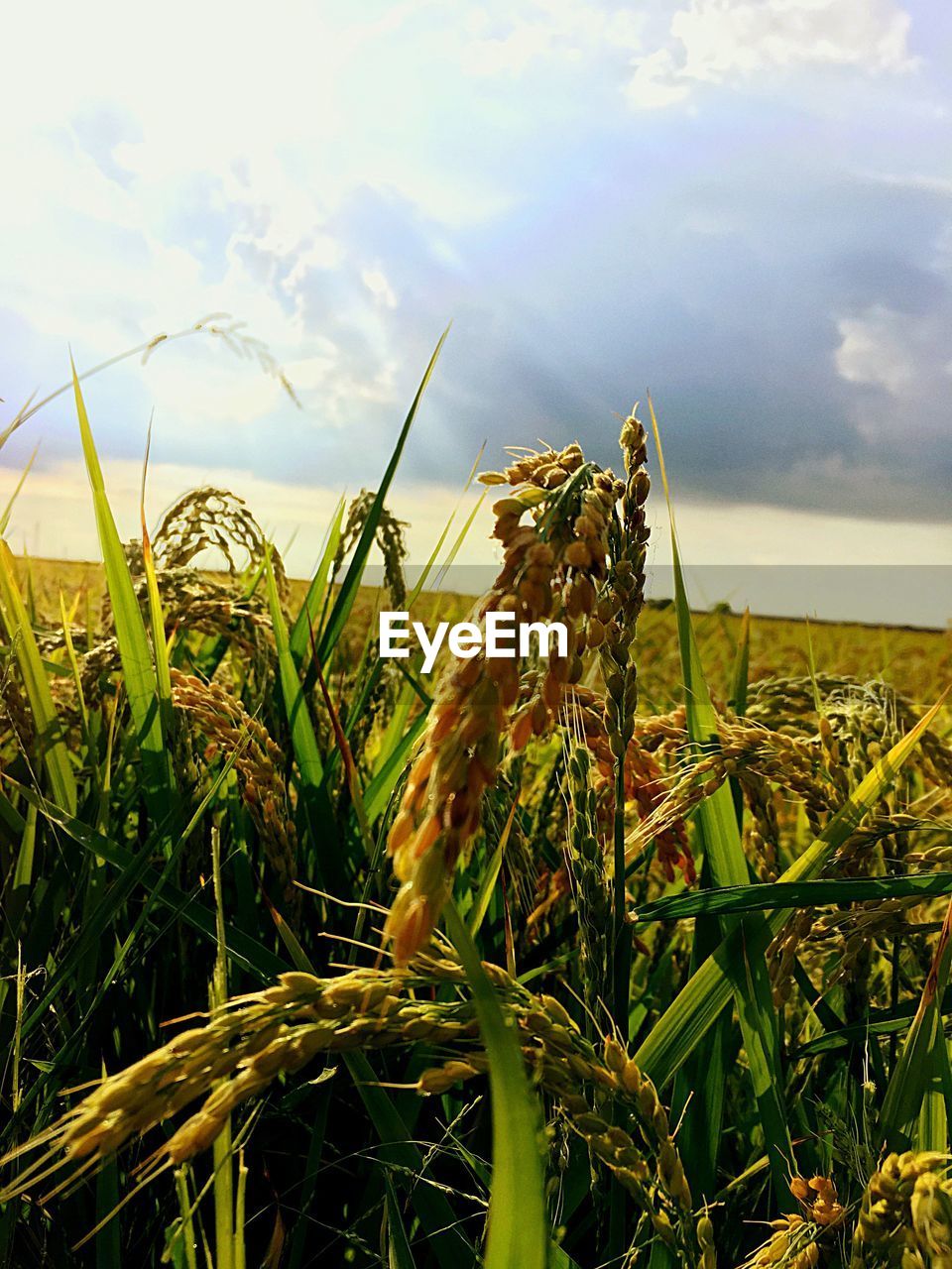 CLOSE-UP OF FRESH GREEN PLANTS ON FIELD AGAINST SKY