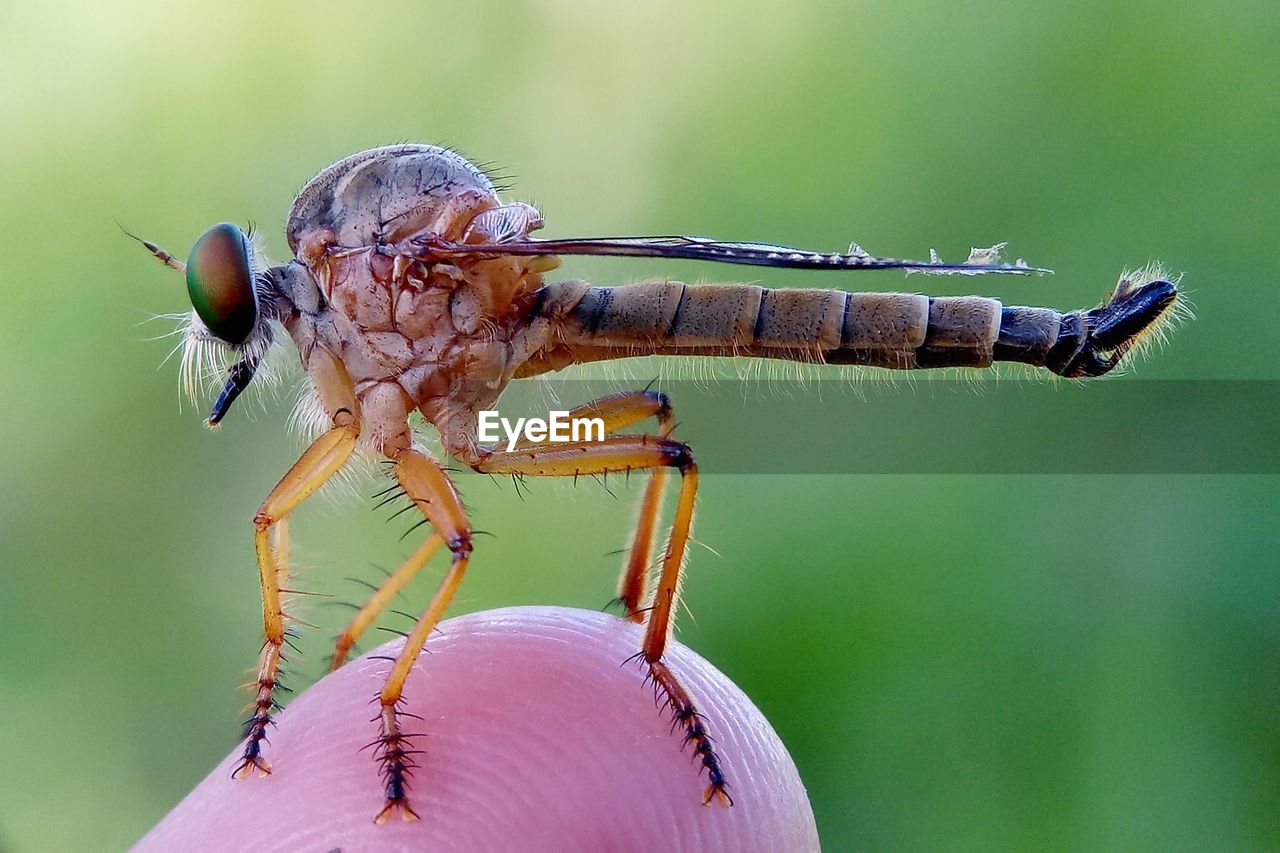 CLOSE-UP OF DAMSELFLY ON STEM