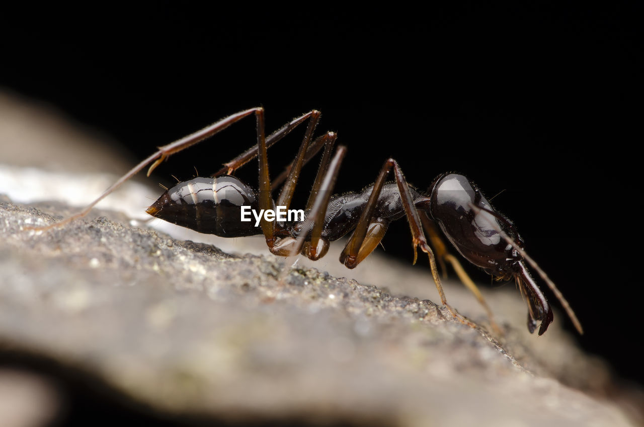 Close-up of ant on rock