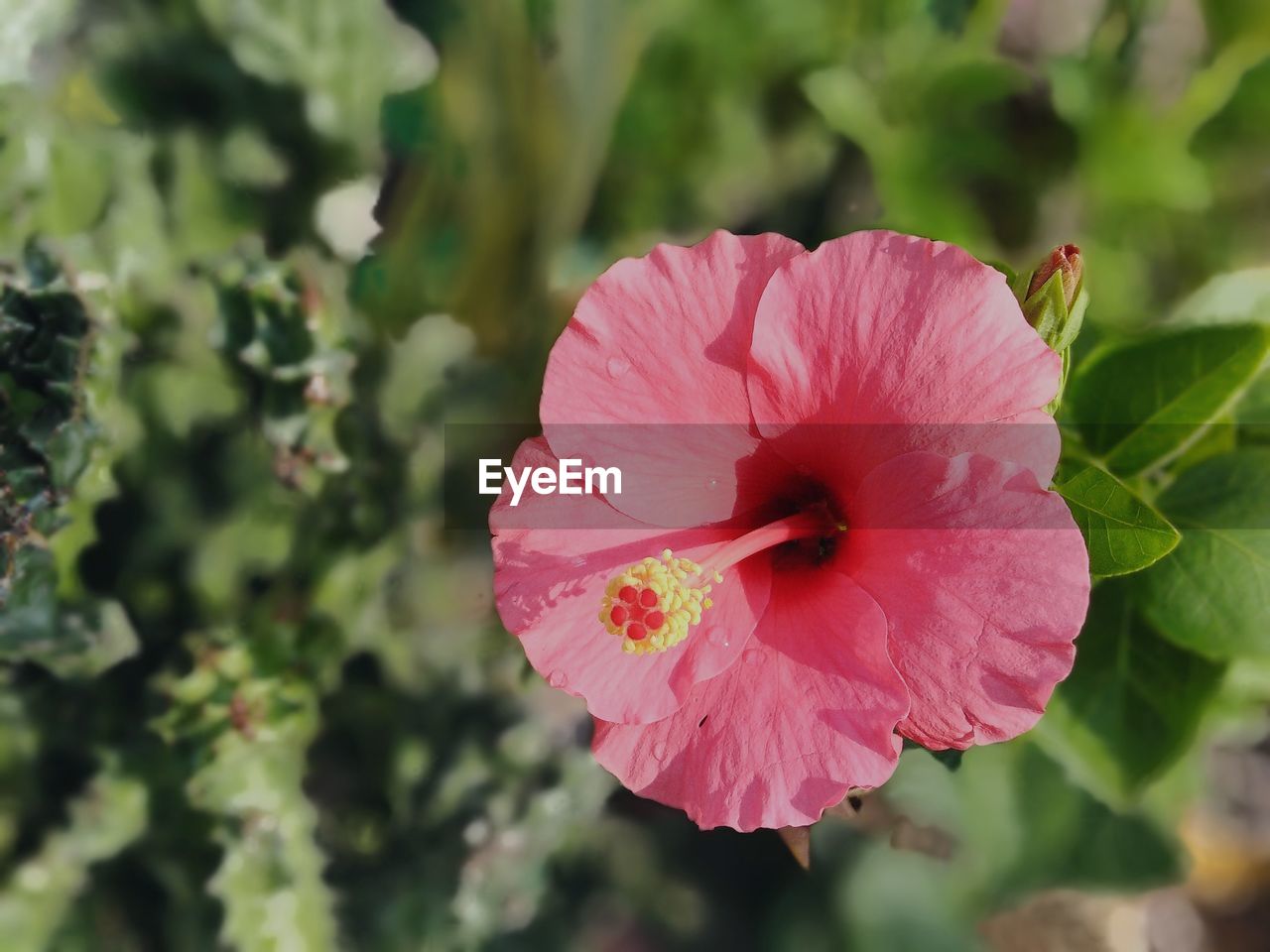 Close-up of pink hibiscus flower