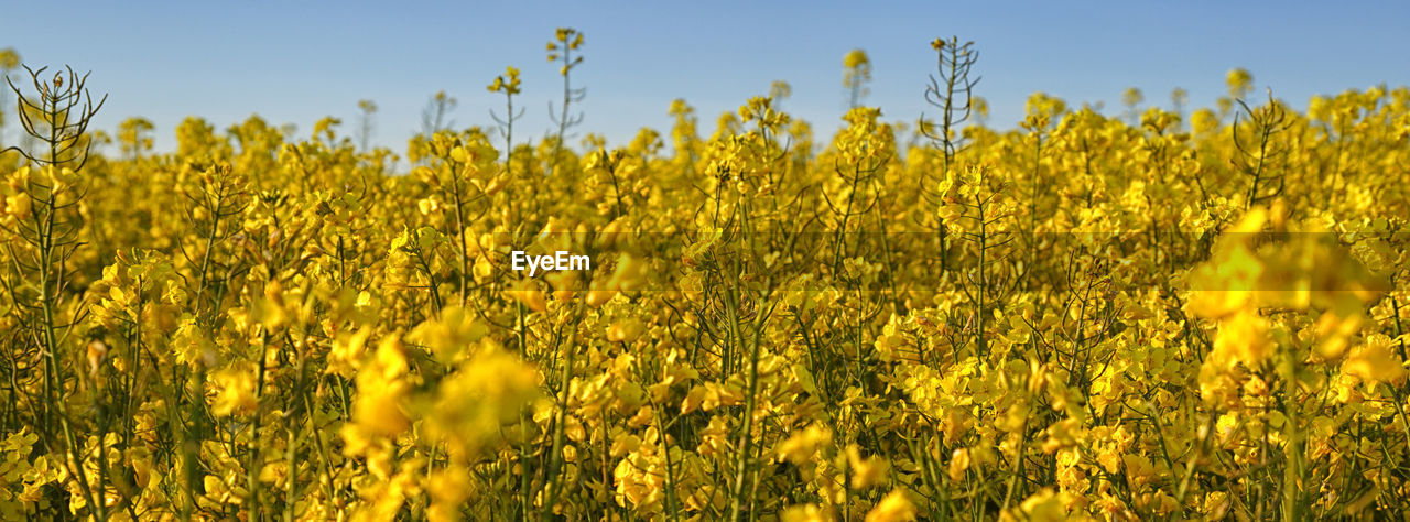 Scenic view of oilseed rape field against sky