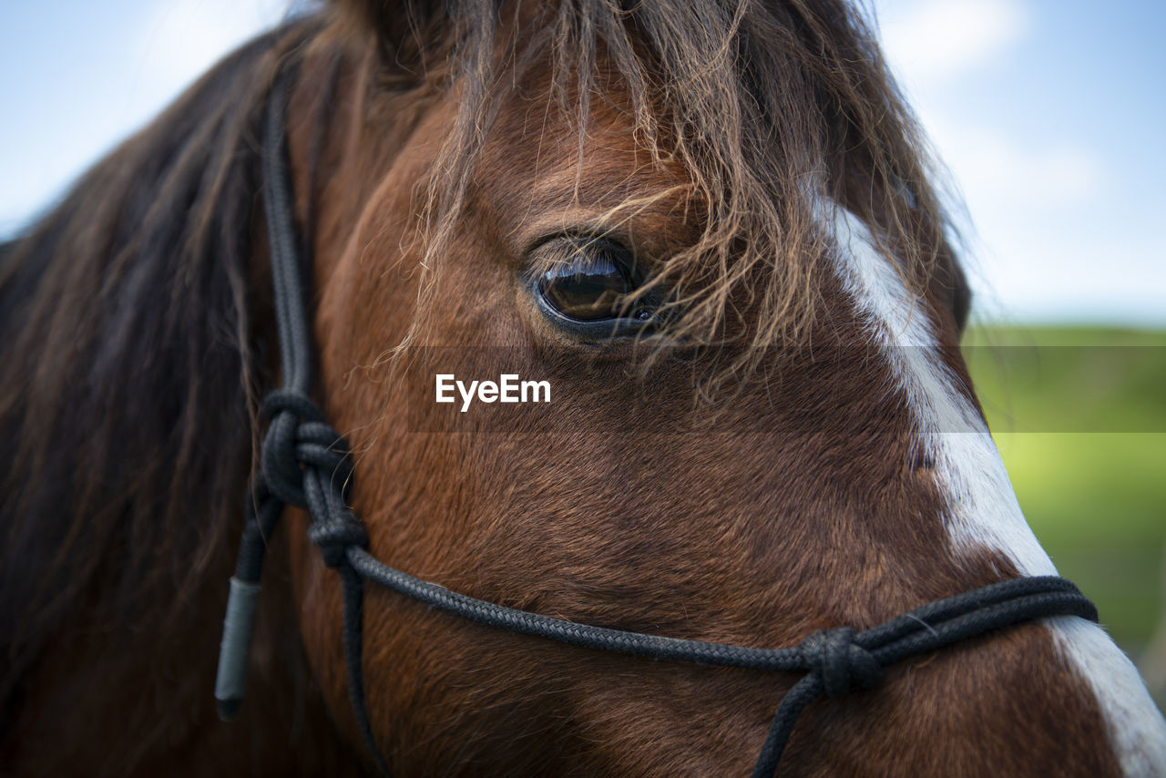 CLOSE UP OF HORSE