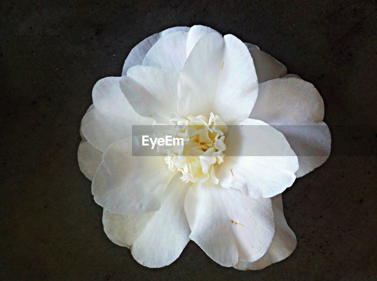 Close-up of white rose flower