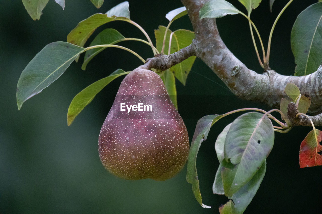 food, food and drink, fruit, plant, healthy eating, growth, leaf, plant part, tree, produce, branch, nature, no people, freshness, flower, wellbeing, close-up, green, agriculture, outdoors, hanging, ripe, beauty in nature