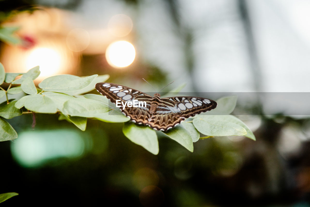 CLOSE-UP OF BUTTERFLY