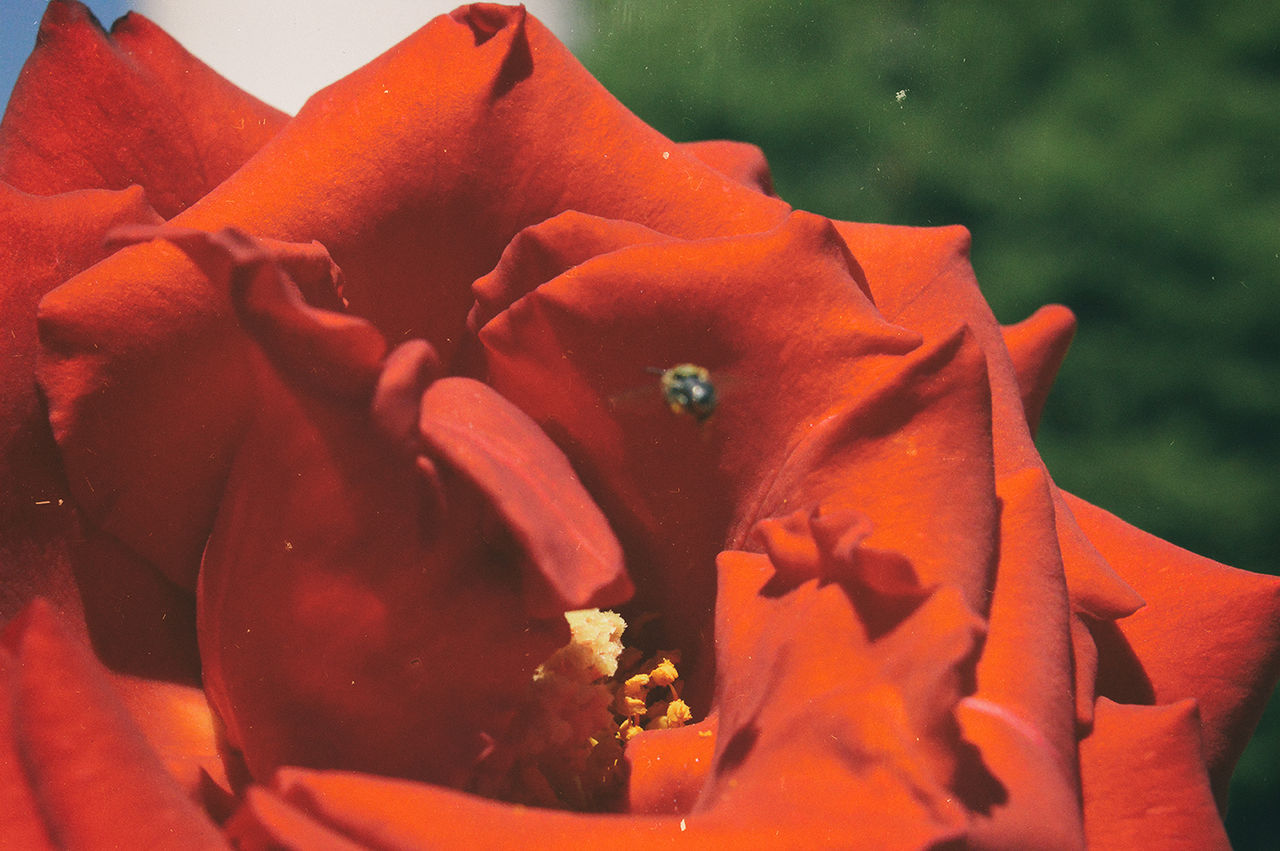 CLOSE-UP OF RED ROSE BLOOMING OUTDOORS