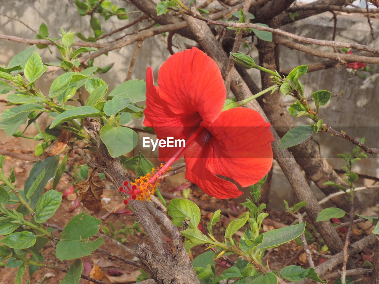 Close-up of red flower
