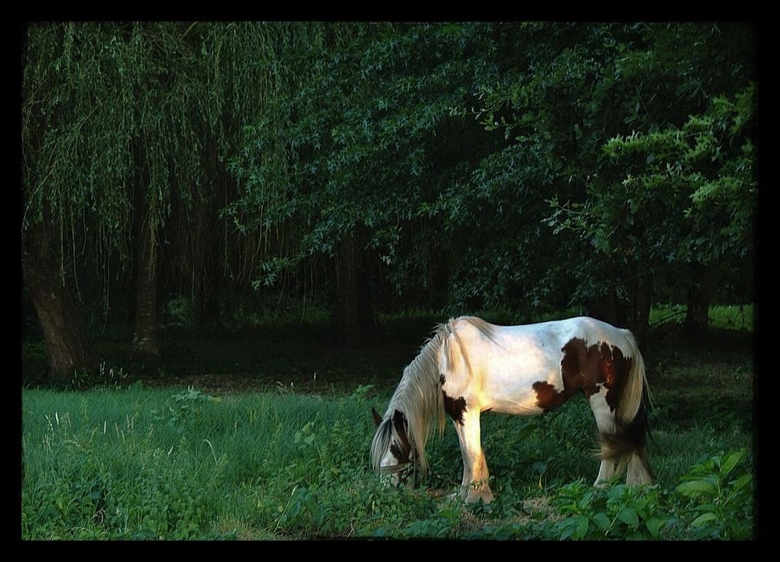 Pony grazing in field