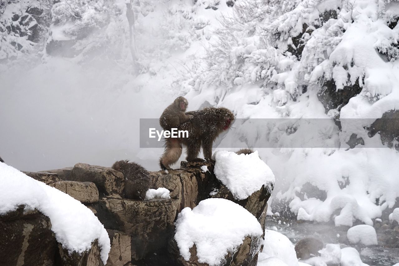 Monkeys on rock at hot spring during winter