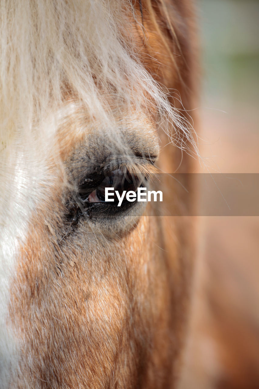 Close-up of a horse