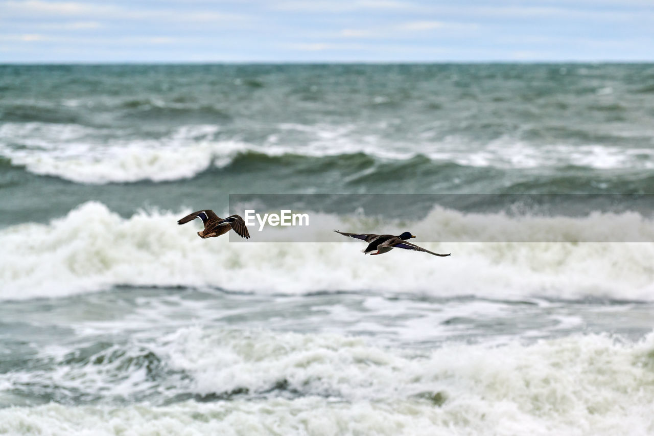 Two mallard waterfowl birds flying over sea water. seascape of hovering birds. mallard duck.