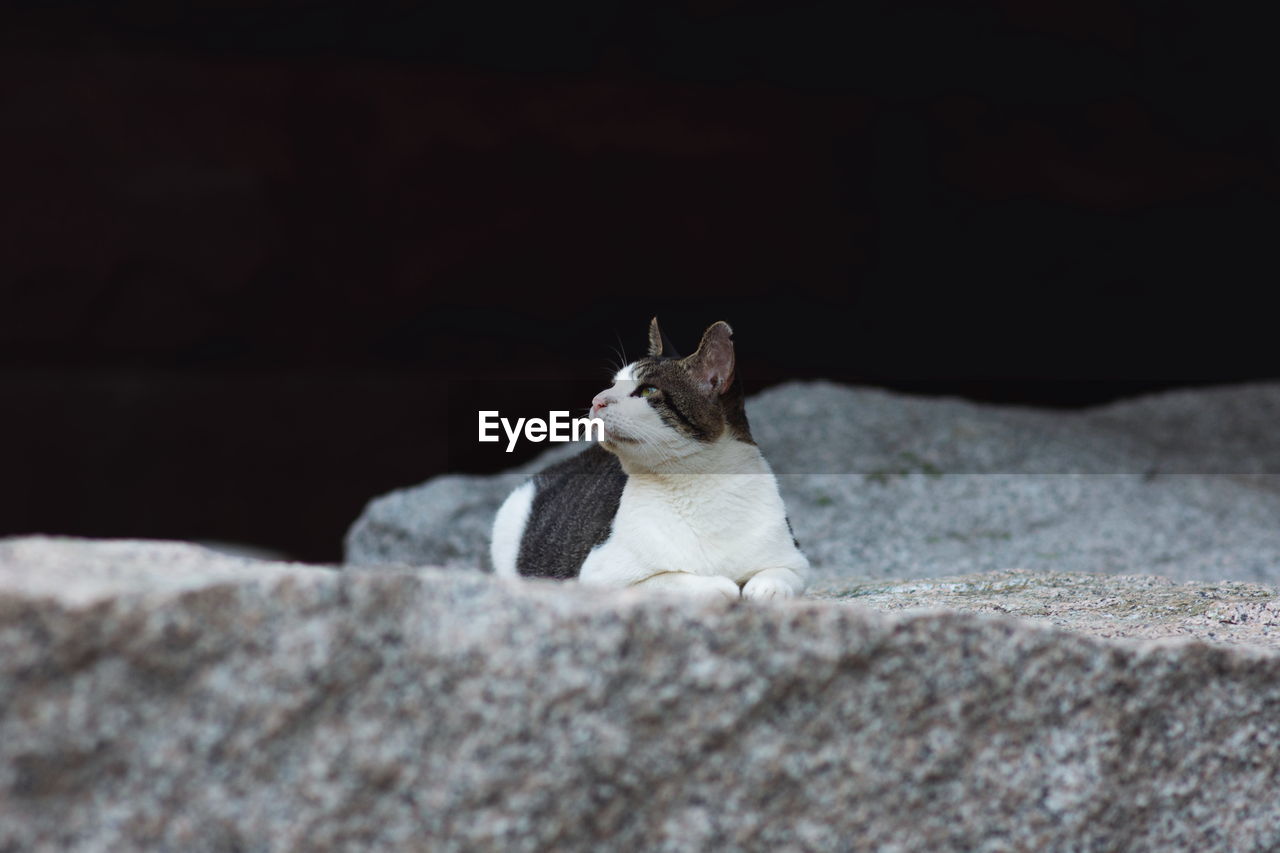 CAT LOOKING AWAY WHILE SITTING ON FLOOR