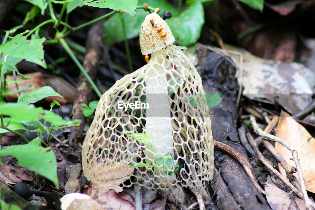 plant, no people, land, close-up, day, nature, field, growth, plant part, food, focus on foreground, leaf, beauty in nature, outdoors, mushroom, high angle view, vegetable, fragility, animal themes, fungus