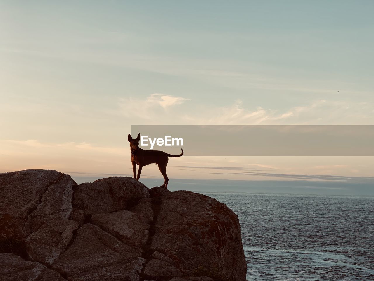 Dog standing on rock by sea against sky during sunset