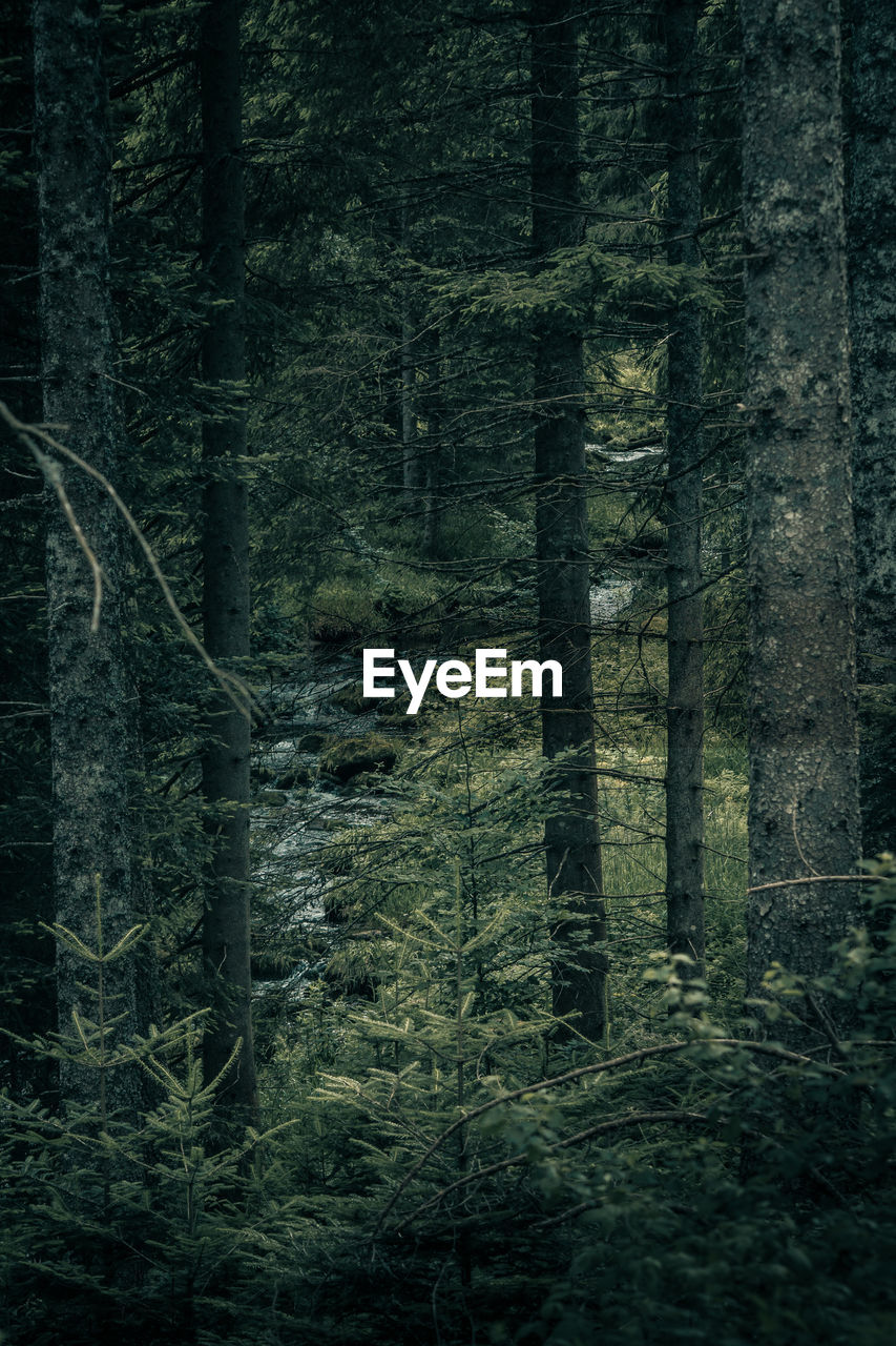 Trees in forest, wild creak in the background, schwarzwald, germany