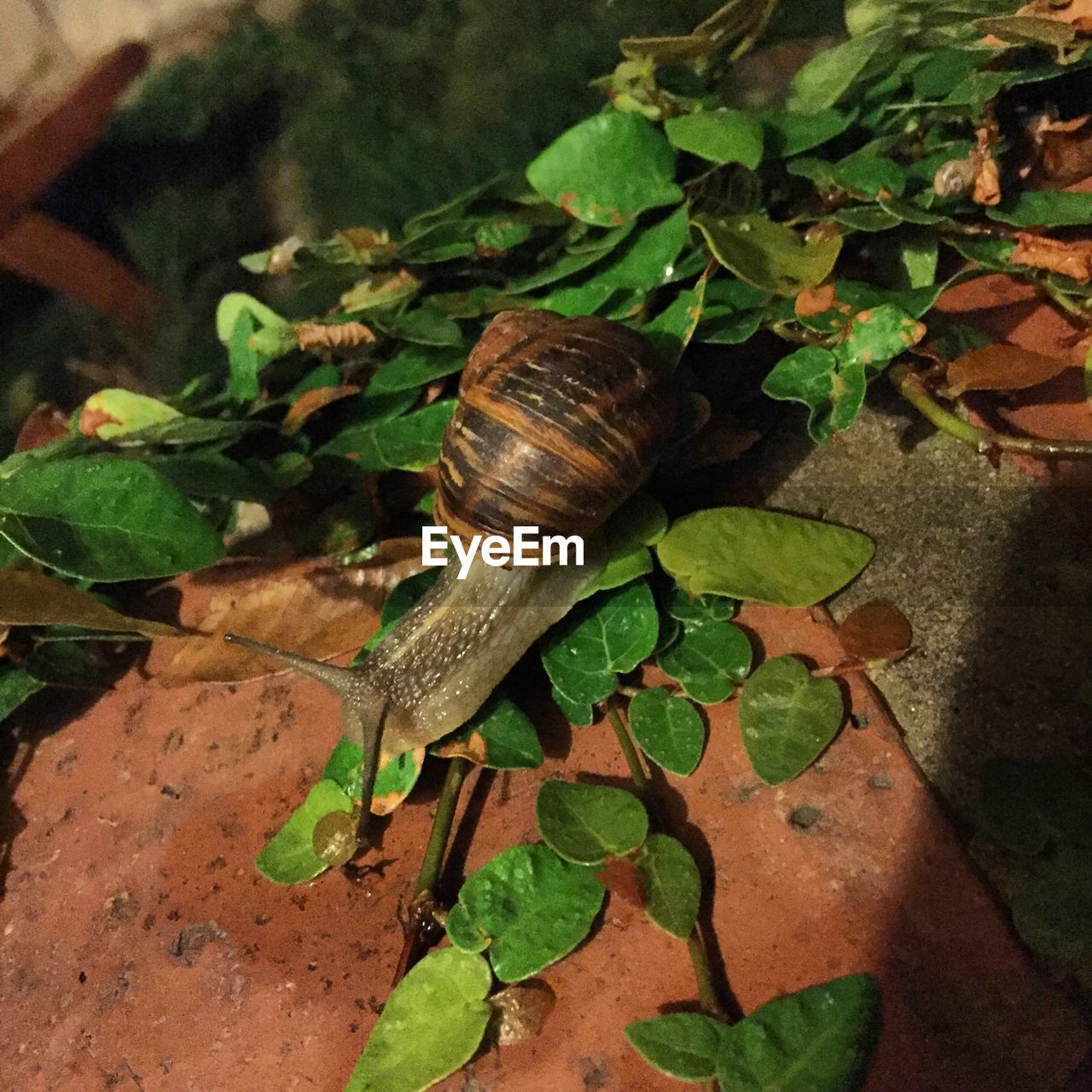 HIGH ANGLE VIEW OF SNAILS ON LEAVES