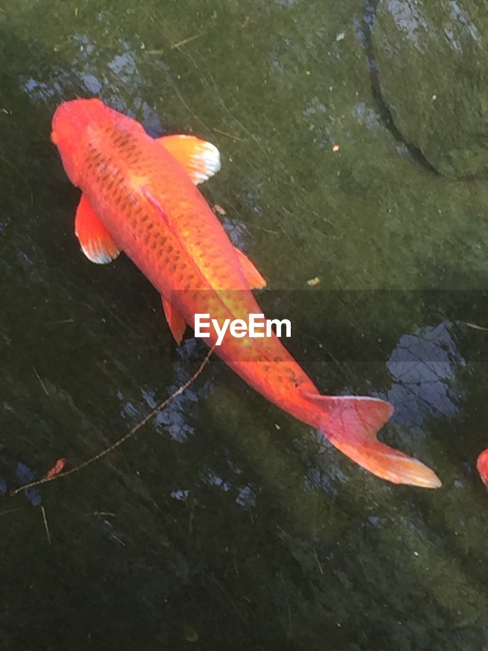 HIGH ANGLE VIEW OF KOI SWIMMING IN WATER