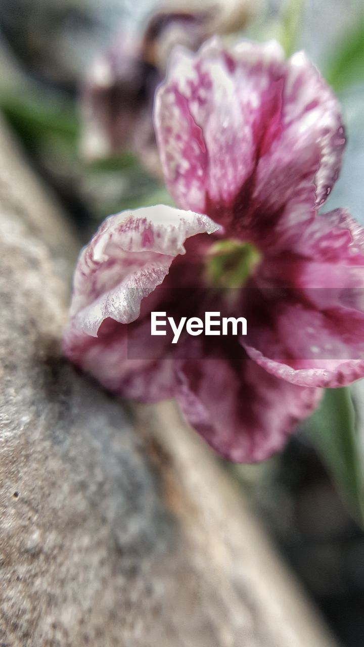 CLOSE UP OF PINK FLOWER